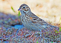 Pooecetes gramineus affinis